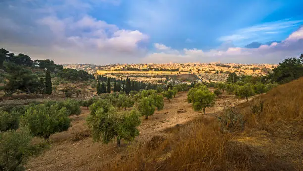 Beautiful morning view of the Old City Jerusalem with Dome of the Rock, the Golden/Mercy Gate and St. Stephen's/Lions Gate; view from the Mount of Olives with olive trees and dry grassy hill