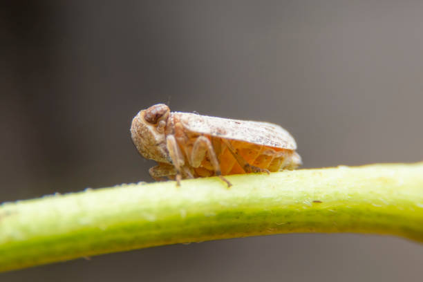 close up of the brown planthopper on green leaf in the garden. the  nilaparvata lugens (stal) on green brunch. - brown rice fotos imagens e fotografias de stock