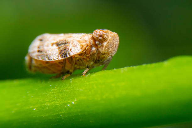 close up of the brown planthopper on green leaf in the garden. the  nilaparvata lugens (stal) on green brunch. - brown rice fotos imagens e fotografias de stock