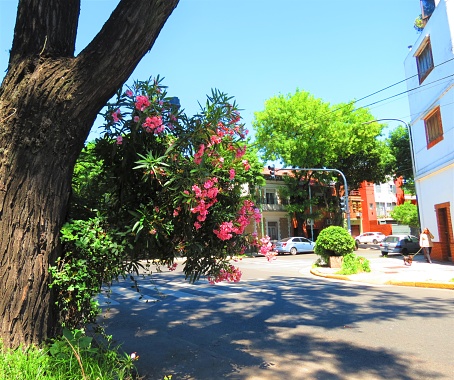 Buenos Aires, Argentina - November 10, 2019  Flowering trees at the Street in  Palermo district. Buenos Aires cityscape.