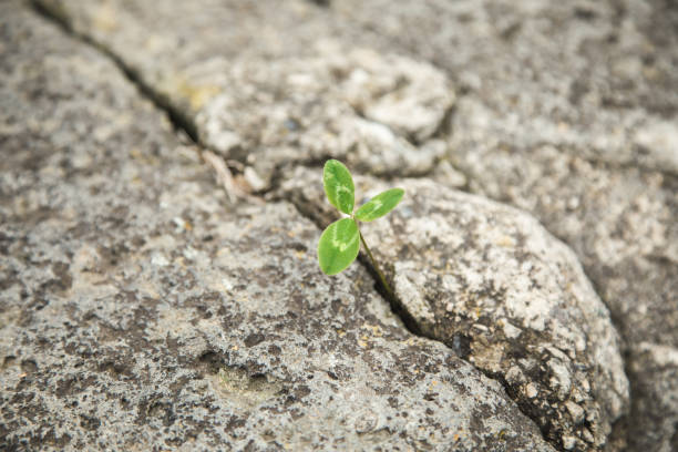 istock plant from a stone crack 1286338275