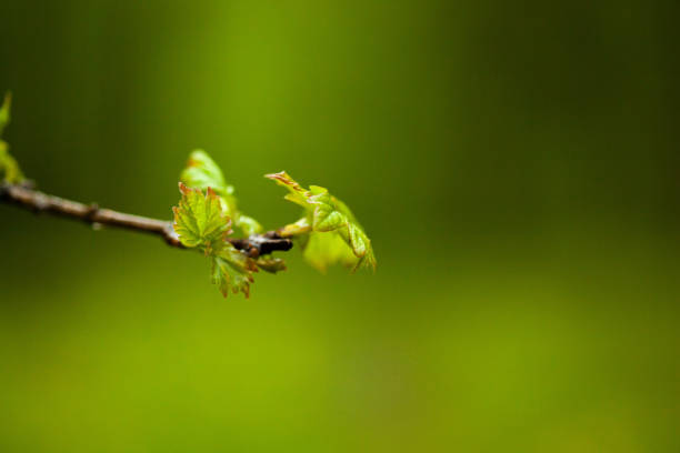 arbre petite et feuille verte - 2972 photos et images de collection