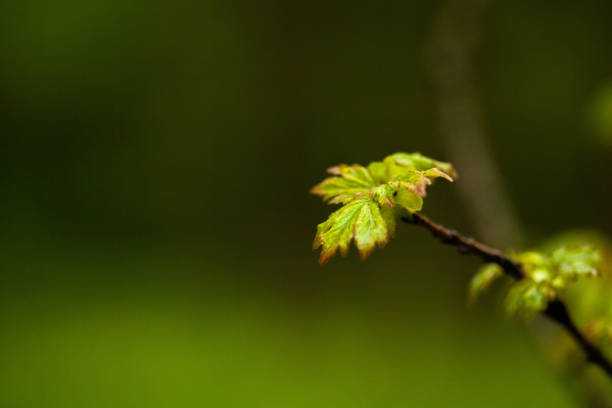 albero piccola e foglia verde - 2971 foto e immagini stock