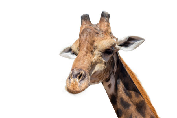 istock A close up of a giraffe on a white background 1286338388
