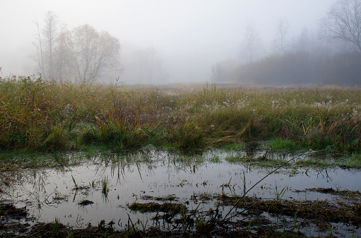 Dark swamp in Kampinos National Park, Poland. Watery fields, colorful autumnal grass, almost leafless trees and the fog which makes the silhouettes of the bushes blurred. Mystical aura.