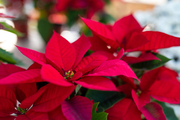 istock Christmas Poinsettias 1286338680
