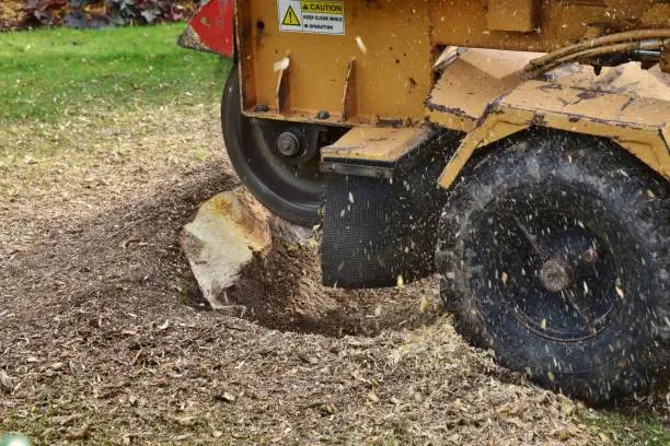 Photo of Tree Stump Grinding