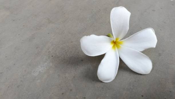 istock broken frangipani flower on the floor 1286341064