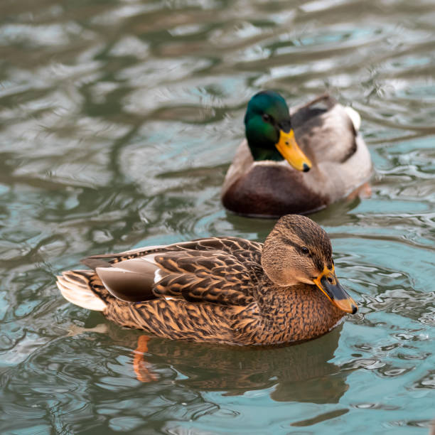 istock Wild ducks resting on the lake 1286341236