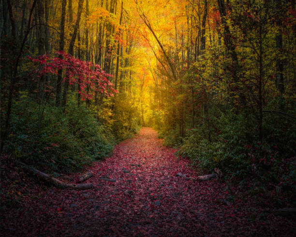 Photo of Leaf-Covered Foot Path Coursing Through Fall Colors
