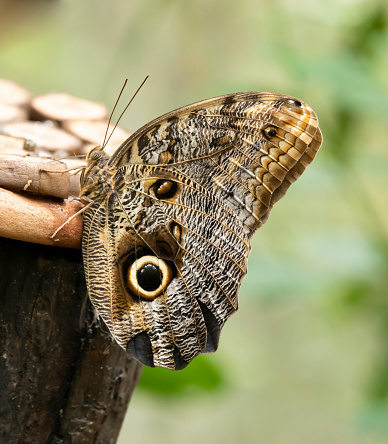 Owl butterfly in a park in South America.