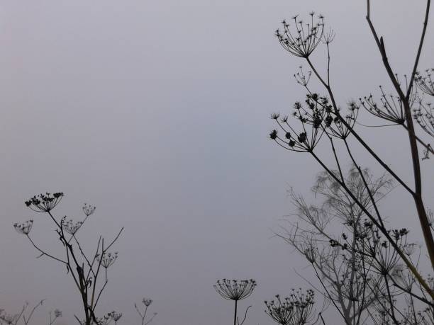 istock The Fog-3 1286343319