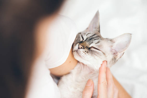 istock Woman is petting a cat it has a positive calming effect. 1286343521