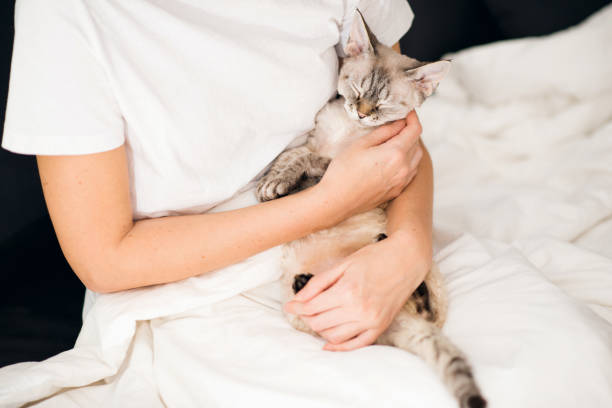istock Devon Rex cat is lounging in owners arms in a bed. Feeling comfortable relaxed. 1286343525