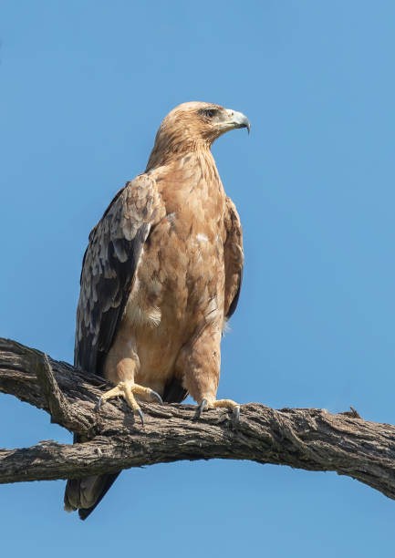 istock Bird of South Africa 1286343782