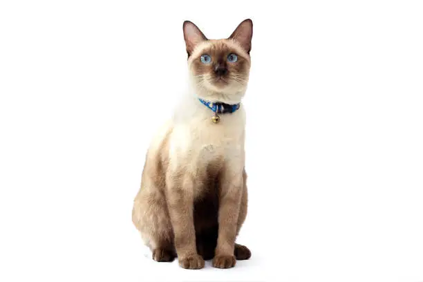 Portrait of the Siamese cat  are sitting on white background. Portrait of thai cat with blue eyes is sitting on white background.