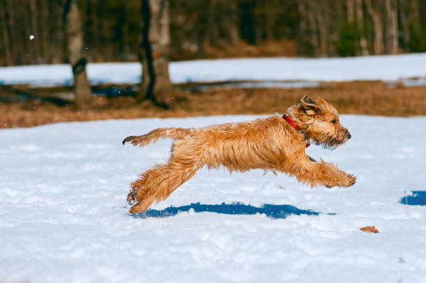 pedigreed irlandais doux enduit wheaten terrier chien rapidement courir sur la neige dans le parc - irish terrier dog running terrier photos et images de collection