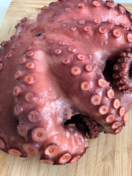 Red Forman Octopus 850+ Red Octopus Photos Stock Photos, Pictures & Royalty-Free Images ...