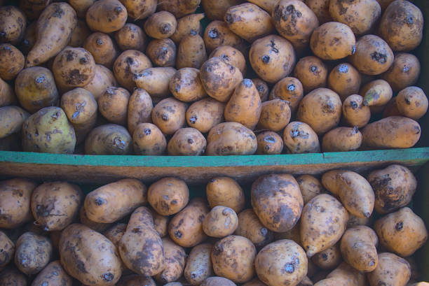 Sweet potato
