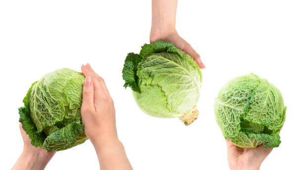istock Green cabbage isolated on white background. In woman hands. 1286347175