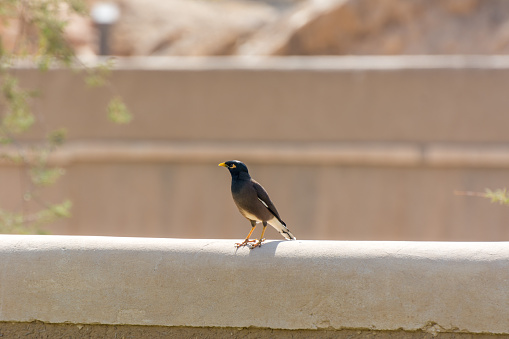 Bank myna bird standing on the ruins of Diraiyah clay castle, also as Dereyeh and Dariyya, a town in Riyadh, Saudi Arabia