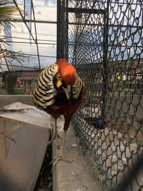 istock Male pheasant bird walking forward in a Cage 1286348574