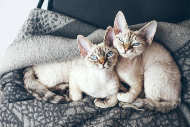 istock Two adorable and funny Devon Rex kittens with blue eyes are laying down together on the soft wool blanket and looking at camera. 1286349071