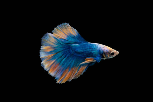 istock Colorful Betta, pla-kad (biting fish) Thai; Halfmoon blue and orange betta isolated on black background 1286349240