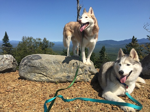 Two huskies on a hike in the mountains