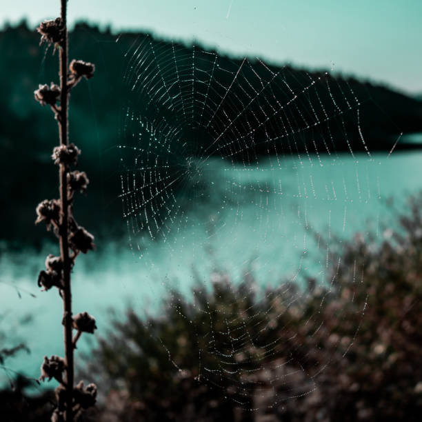 teia de aranha em verde escuro - rain snow sun beauty - fotografias e filmes do acervo