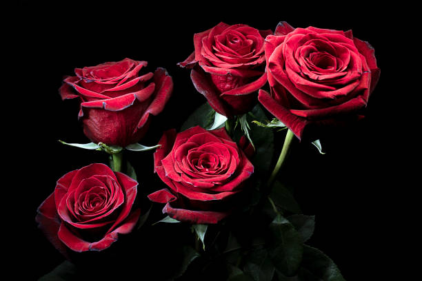 istock gorgeous red roses on a background of darkness 1286351419