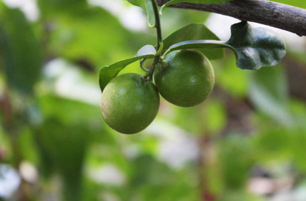 istock Green Lemon Couple On A Tree 1286351782