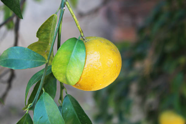 istock Half Ripe Orange Close-up 1286351795