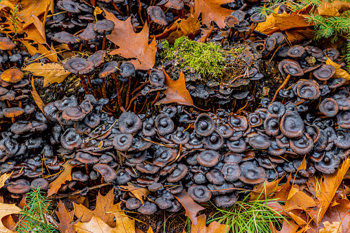 Group of black brown mushrooms on the ground among moss, green wild grass and brown fallen leaves in the forest, autumn day in the Meinweg nature reserve in Middle Limburg, the Netherlands