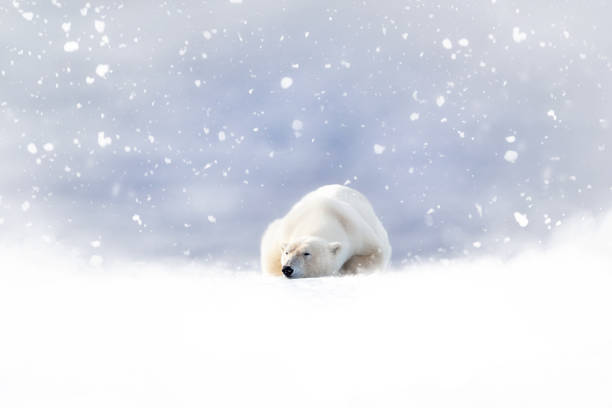 Adult polar bear walking away over a flat snow covered landscape with the pink and purple light of a setting sun, Hudson Bay, Manitoba, Canada.