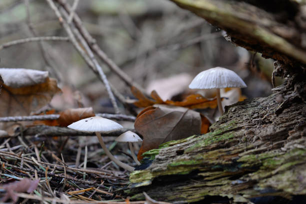 Snapping Bonnet 1,300+ Mycena Mushrooms Stock Photos, Pictures & Royalty-Free Images ...
