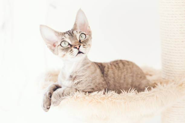 istock Cat is sitting inside a hammock on plush cat tree - perfect place for kitty to cozy up for a catnap. 1286353636