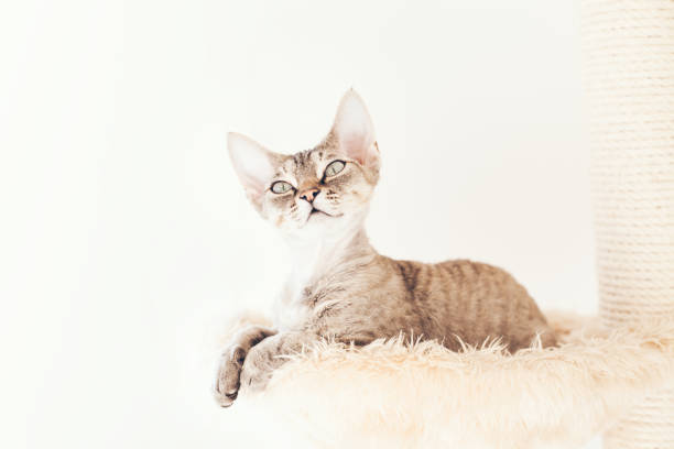 istock Cat is relaxing laying down on scratching post. Pet supplies, kitty is using hammock bed. 1286353637