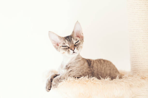 istock Pet, Cat Trees, Perches and Cat Scratchers and Scratching Posts. 1286353639