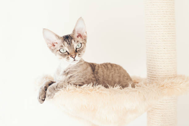 Devon Rex kitty is using cat’s favorite nap and play spot on platform scratching post  - plush hammock.