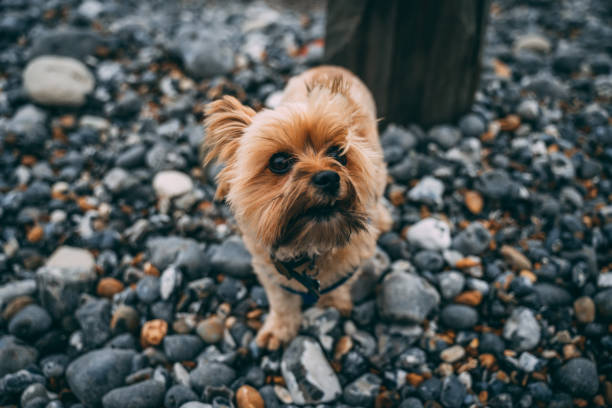 dog on the beach stock photo