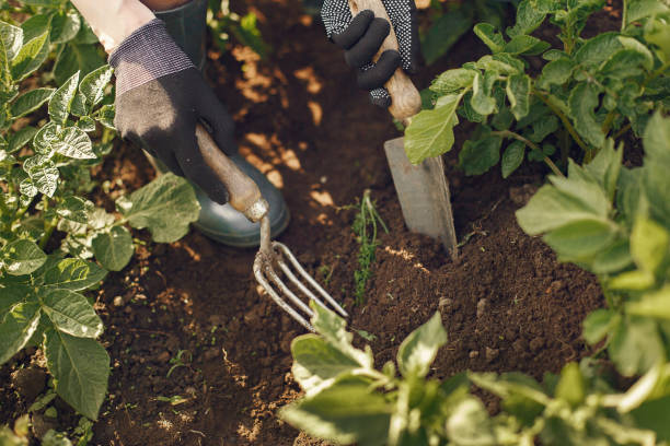 istock Woman in a hat working in a garden 1286353782