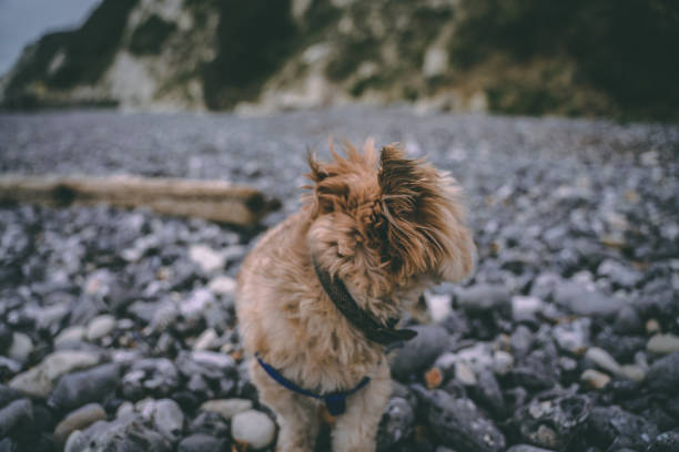 Dog on the beach stock photo