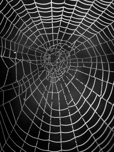 istock Black and white spider web with dew drops. Morning dew on a web. 1286356996