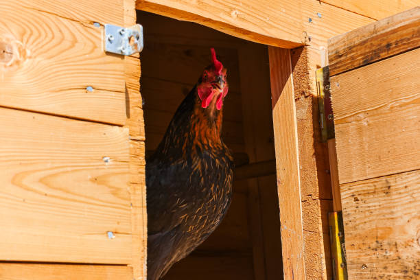 istock Chicken Looking Out of Coop 1286357446