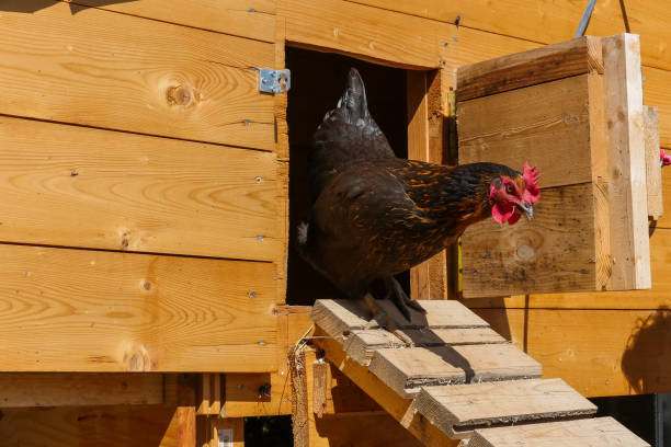 Rooster Walking Down Chicken Coop Ramp