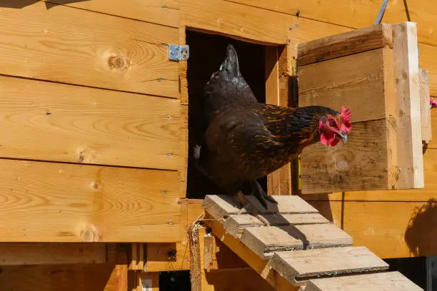 Rooster walking out of chicken coop down wooden ramp. Side view.