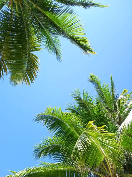 istock green coconut leaves and blue sky 1286357710