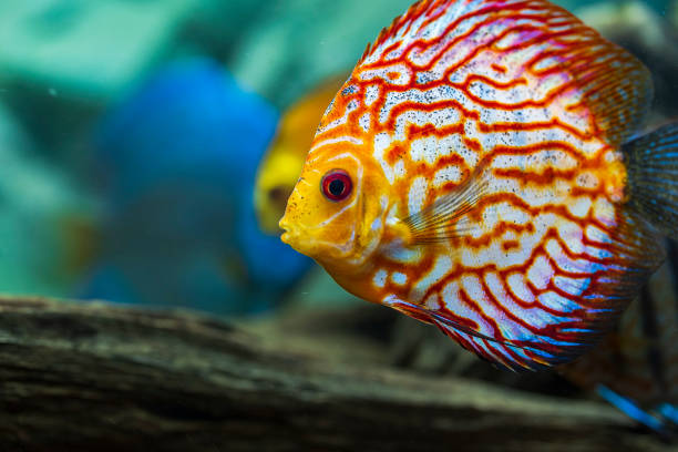 istock Close up view of gorgeous checkerboard red map discus aquarium fish. Hobby concept. 1286357713