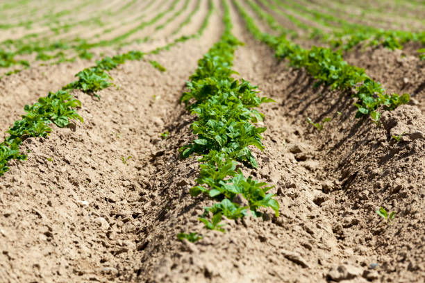 istock varieties of potato plants 1286358403